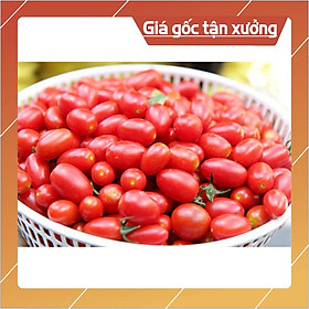 0.2g Hạt Giống Cà Chua Bi F1 Siêu Quả - Hạt Giống Cà Chua Dễ Trồng, Dinh Dưỡng Cao