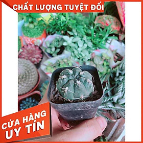 Xương Rồng Thần Long Nhiều Người Mua