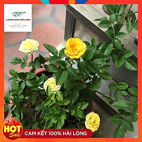 HOA TỈ MUỘI VÀNG - giống hoa hồng bụi nhỏ đặc trưng của Sa Đéc