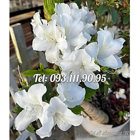 Bịch 10 hạt giống hoa sứ cánh tiên thiên nga trắng – Mã số 1420