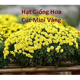 Hạt Giống Hoa Cúc Mini Vàng - Cúc Chi - Cúc 4 Mùa - gói 20 Hạt