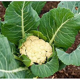 Mua Hạt giống rau cải bông trắng  (súp lơ trắng)