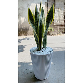 Mua Chậu Lưỡi Hổ 90Cm