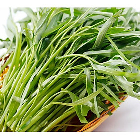 Hạt Giống Rau Muống Lá Tre Thái Lan Gói 40 Gam