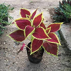 Mua Cây Lá Gấm (Tía Tô) Trồng Bầu Đen 3 Cây/Bầu (Hàng Như Ảnh 100%)