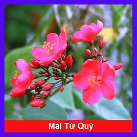 Cây Mai Tứ Quý - cây mai vàng + tặng phân bón cho cây