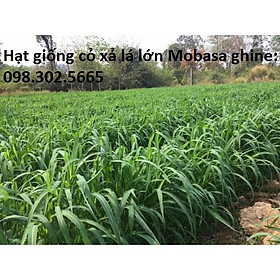 Mua Hạt giống cỏ xả lá lớn Mobasa Ghine gói 1kg - Cỏ chăn nuôi trâu  bò  cá  dê cừu  thỏ ...