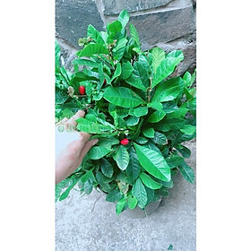 Mua Cây Thần Kỳ Lớn
