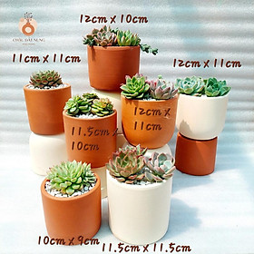 Chậu đất nung Bình Dương - Trụ các kích thước từ 10cm đến 12cm