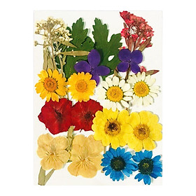1-5cm Dried Pressed Flowers Leaves DIY Scrapbooking Embellishments Card Making