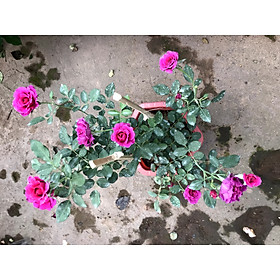 Chậu cây hoa hồng ngoại HN4 Sheherazad trồng nơi có nhiều nắng