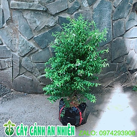 Mua Cây Mai Chiếu Thuỷ
