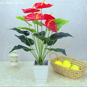 Mua Cây hồng môn 5 hoa cỡ lớn (ko kèm chậu)