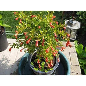 Mua Cây giống LỰU LÙN (LỰU LÙN BONSAI)