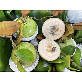 Vú sữa Lò Rèn