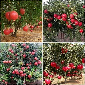 Mua CÂY LỰU ĐỎ LÙN NHẬP NGOẠI