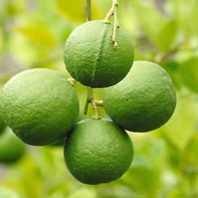 Mua Cây Chanh Ta Giống