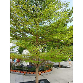 Mua Cây bàng giống đài loan cao 50-60 cm