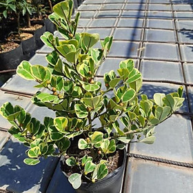 Mua Cây bàn tam phúc