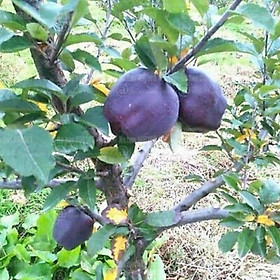 Mua Táo đen kim cương