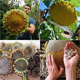 Mua Hạt Giống Hoa Hướng Dương Thu Hạt - 1 gói 30 hạt