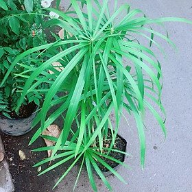 Cây Thuỷ Trúc