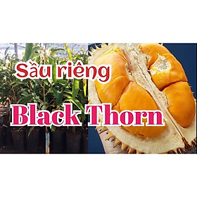 Mua CÂY GIỐNG SẦU RIÊNG BLACK THORN (cây ghép ra trái siêu sớm ) (sản phẩm có bảo hành)