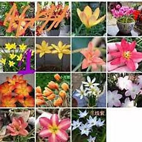 Củ giống HOA HUỆ MƯA mix màu
