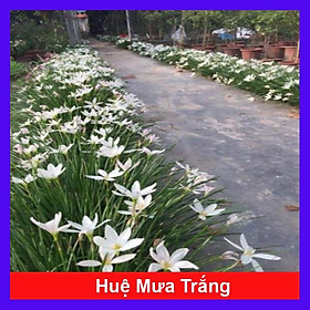 Mua Cây huệ mưa (trắng) - cây cảnh vườn + tặng phân bón cho cây