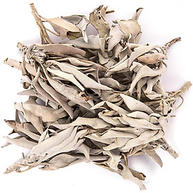 Mua Xô thơm trắng white sage nguyên cành lá thanh tẩy nhà cuawr