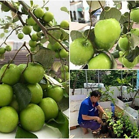 Cây giống táo Thái Lan siêu trái trái sớm (3 tháng)