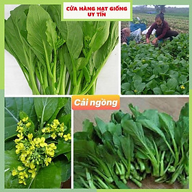 Mua Hạt giống rau cải ngồng F1 tỷ lệ nảy mầm cao kháng bệnh tốt gói 3000 hạt nhà cửa và đời sống cửa hàng hạt giống uy tín
