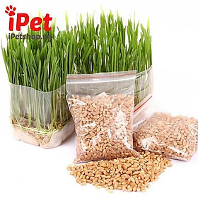 Mua Hạt Giống Cỏ Mèo