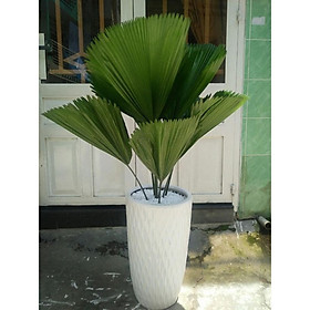 Cây cọ văn phòng