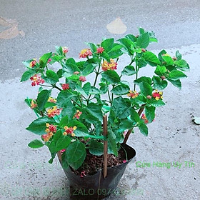 Mua Hoa Ngũ Sắc (có sẵn hoa)