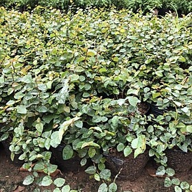 CÂY VẢY ỐC  TRỒNG BỊCH ĐEN NHIỀU NGỌN SUM SUÊ DÀI 15-20CM CÂY SỐNG KHỎE THÍCH HỢP LÀM CÂY LEO BÁM
