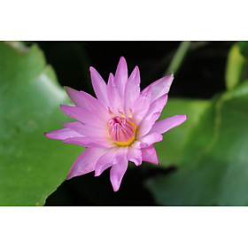 Chậu cây water lily hoa màu tím hồng