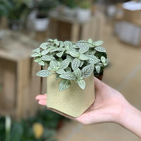 Cây Cẩm Nhung - 8x8x15 Cm - Lá Mầu Xanh Sọc Trắng - Tán Cao - Cây Mini Để Bàn & Chậu Gốm Sứ Bát Tràng Trồng Cây Fittonia (May Mắn), Sen Đá, Xương Rồng, Tiểu Cảnh Terrarium - Chậu Nón Cụt – Mầu Be Đậm