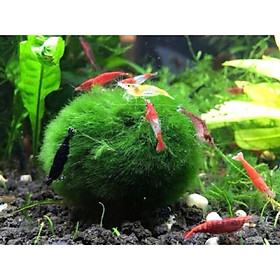 MARIO MOSS BALL - TẢO CẦU RÊU MAY MẮN NHẬT BẢN- Cây thủy sinh trang trí bể cá cảnh