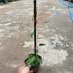 Mua Cây hoa thiên lý giống siêu hoa (ảnh thật).