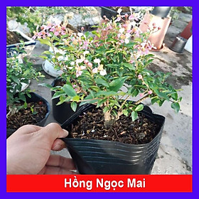 Mua Cây Hồng Ngọc Mai - Sơ ri kiểng + Tặng phân bón cho cây mau lớn