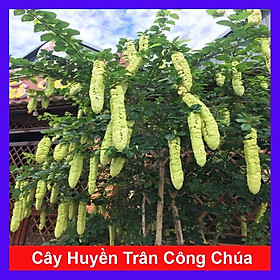 Mua Cây Huyền Trân Công Chúa - cây cảnh đẹp + tặng phân bón cho cây mau lớn