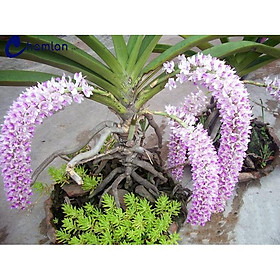 Mua lan các loại vào để chọn hoa đẹp nở từ tháng 2 -4