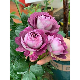 Mua Combo 10 Gốc Hoa Hồng Nhập Ngoại