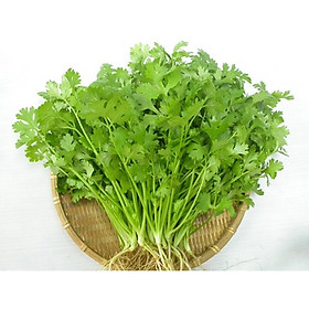 Mua Hạt Giống Ngò Rí Hạt Nhỏ 20 Gam