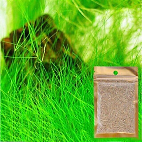 HẠT GIỐNG NGƯU MAO CHIÊN - HẠT MẦM THUỶ SINH