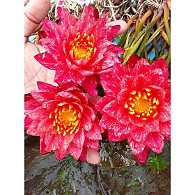 Mua Hoa súng đỏ Wanvisa
