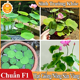  Hạt giống Hoa Sen Mini Nhật ( Màu Ngẫu Nhiên ) - Nông Sản Vàng