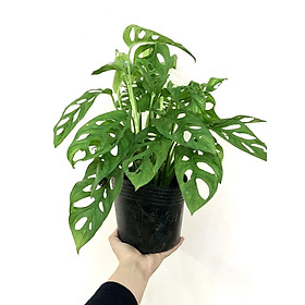 Cây Trầu Bà Lỗ để bàn - Monstera obliqua