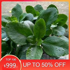 Sale cây sống đời